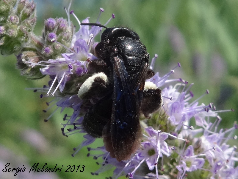 femmina di Andrena cfr pilipes